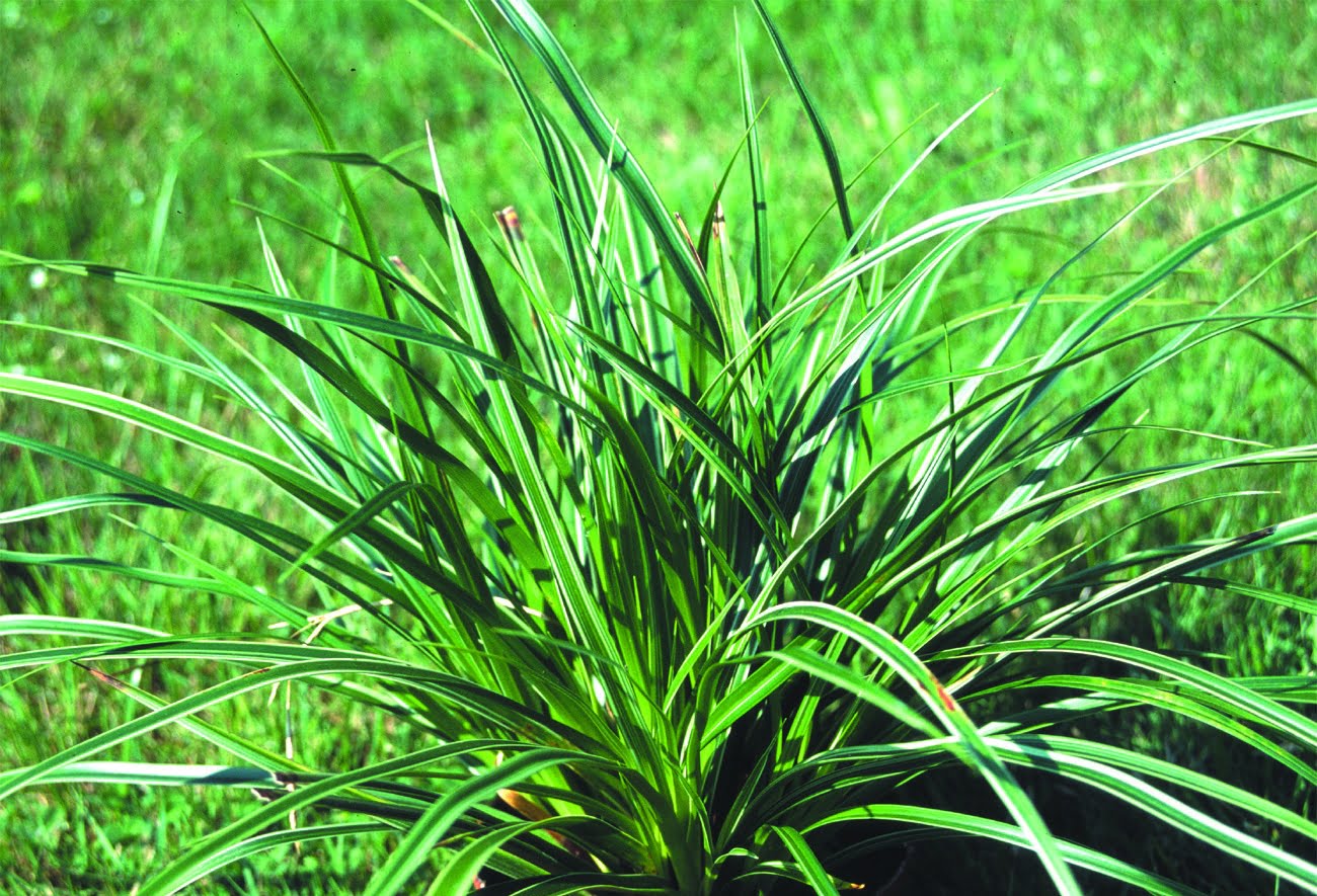 Japansk starr Carex morrowi ‘Variegata’