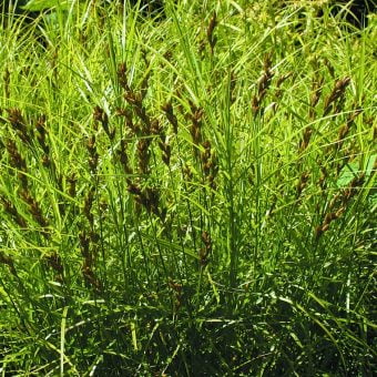 Palmstarr Carex muskingumensis