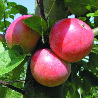 Amorosa (Röd Aroma) Äpple