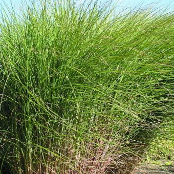 Japanskt gräs Miscanthus sinensis ‘Gracillimus’