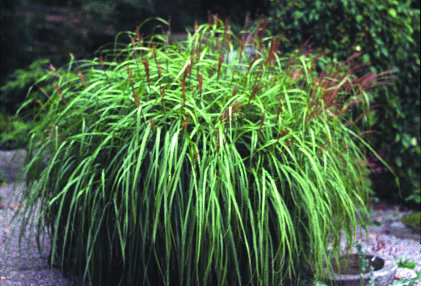 Japanskt gräs Miscanthus sinensis ‘Kleine Fontäne’
