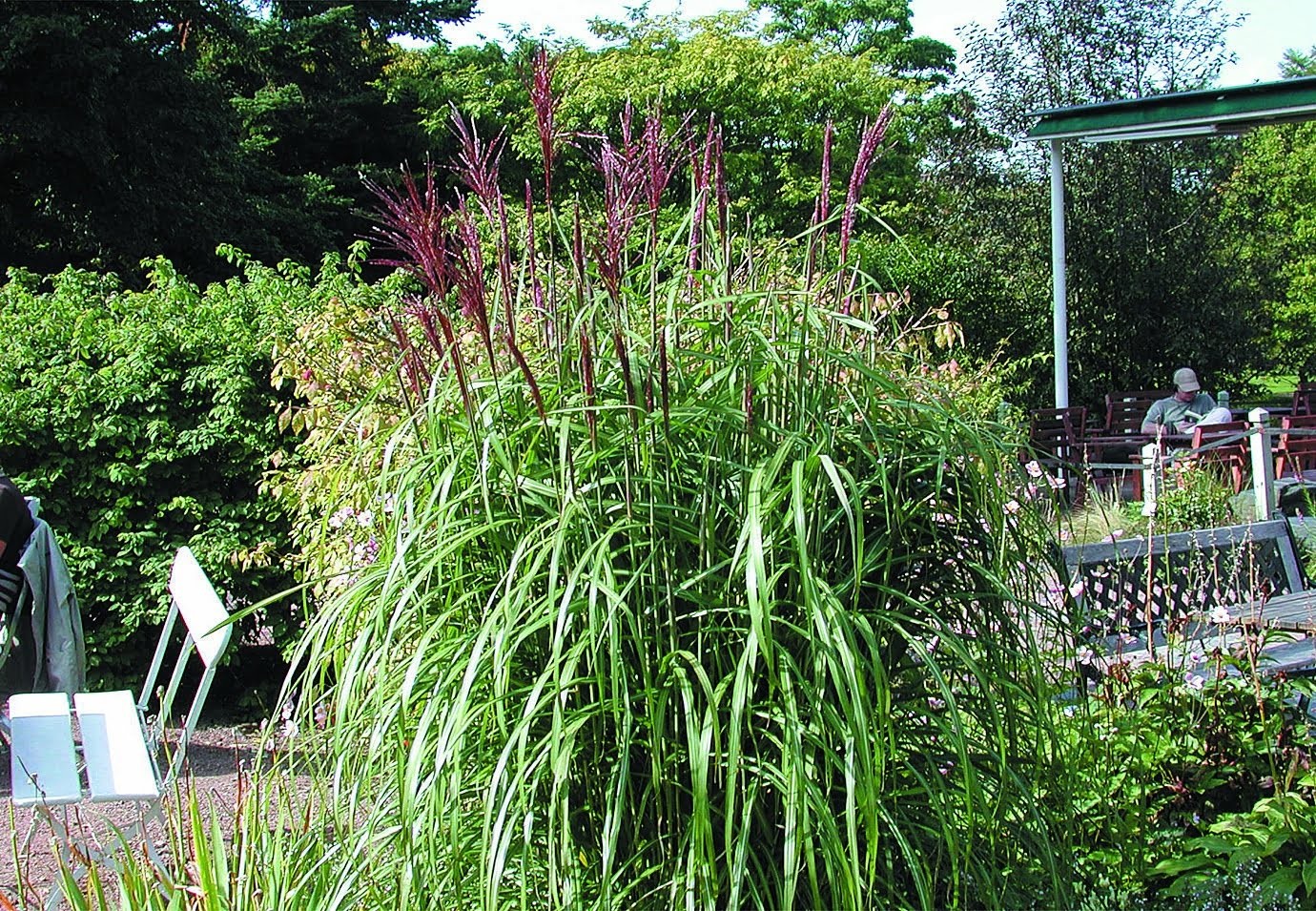Japanskt gräs - Glansmiskantus Miscanthus sinensis ‘Malepartus’