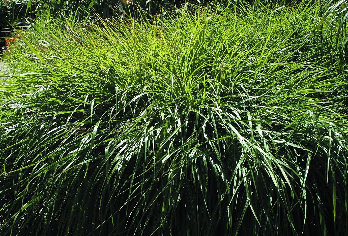 Japanskt gräs -Silvermiskantus Miscanthus sinensis ‘Nishidake’