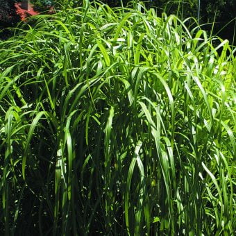 Glansmiskantus -Japanskt gräs Miscanthus sinensis ‘Roland’
