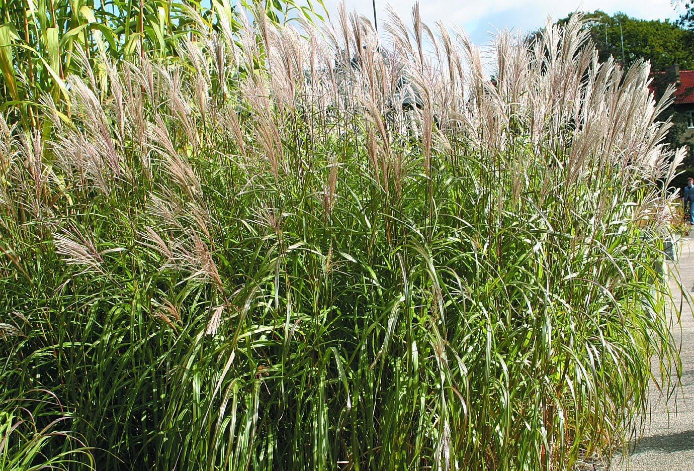 Japanskt gräs Miscanthus sinensis ‘Silberfeder’