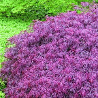 Japansk dvärglönn Acer palmatum ’Crimson Queen’