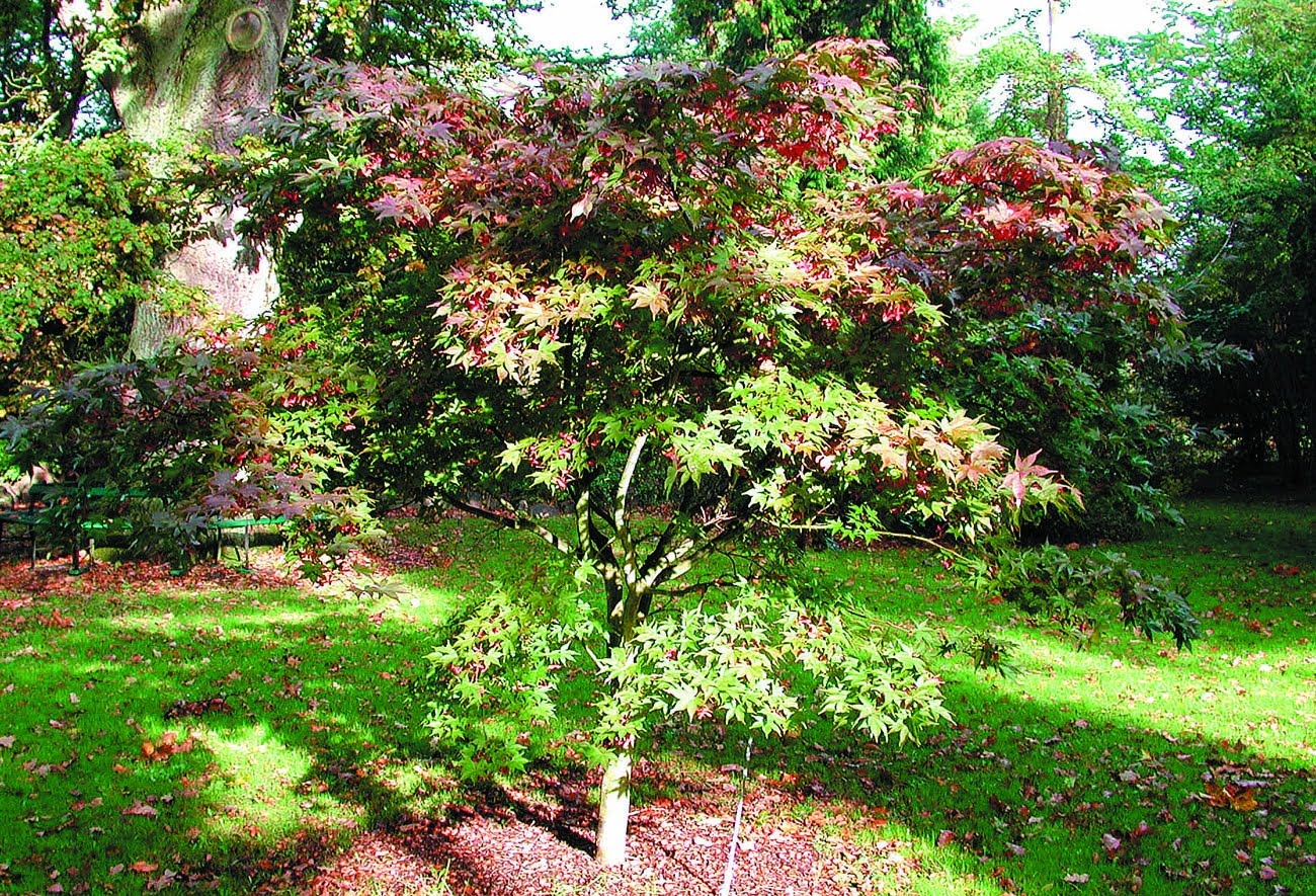 Japansk fliklönn Acer palmatum ’Osakazuki’