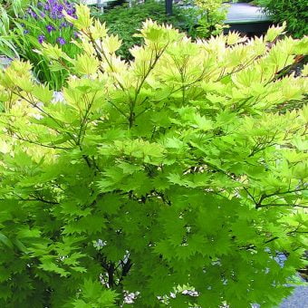 Japansk gyllenlönn Acer shirasawanum ’Aureum’