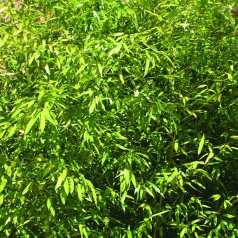 Bambu Phyllostachys aureosulcata spectabilis