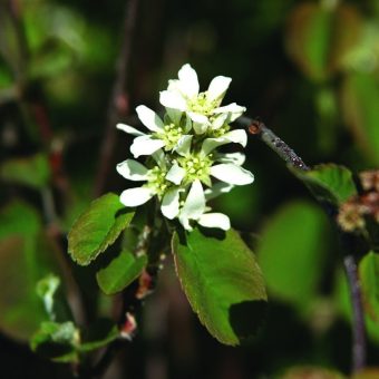 Bärhäggmispel - Amelanchier alnifolia