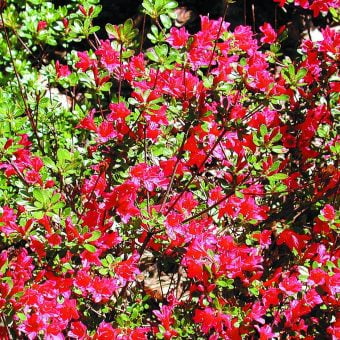 Rhododendron‘Hino Crimson’ Japansk azalea