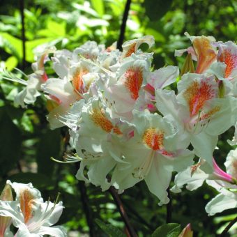 Rhododendron Joch Brydon