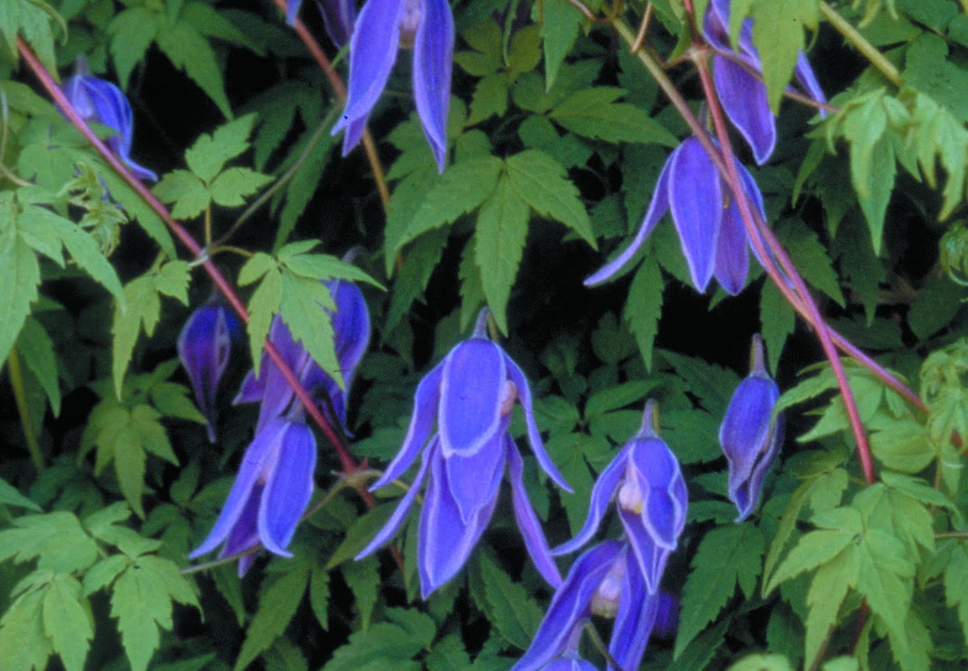 Alpklematis ‘Cyanea’ Elitväxter utvalda för din trädgård! Clematis alpina ‘Cyanea’ E