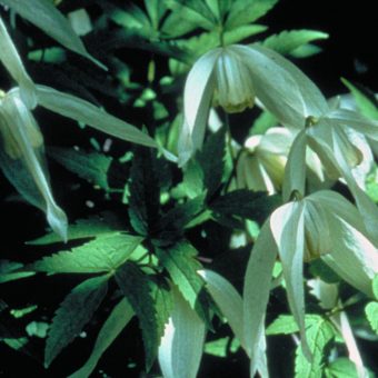 Sibirisk klematis Elitväxter utvalda för din trädgård! Clematis alpina ssp. sibirica ‘Riga’ E