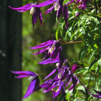 Alpklematis Clematis alpina ’Violet Purple’