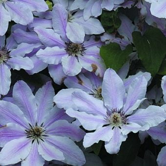 Storblommig klematis Clematis ’Nelly Moser’