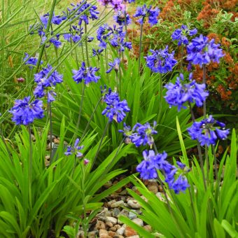 Afrikas blå lilja Agapanthus ‘Windlebrook’