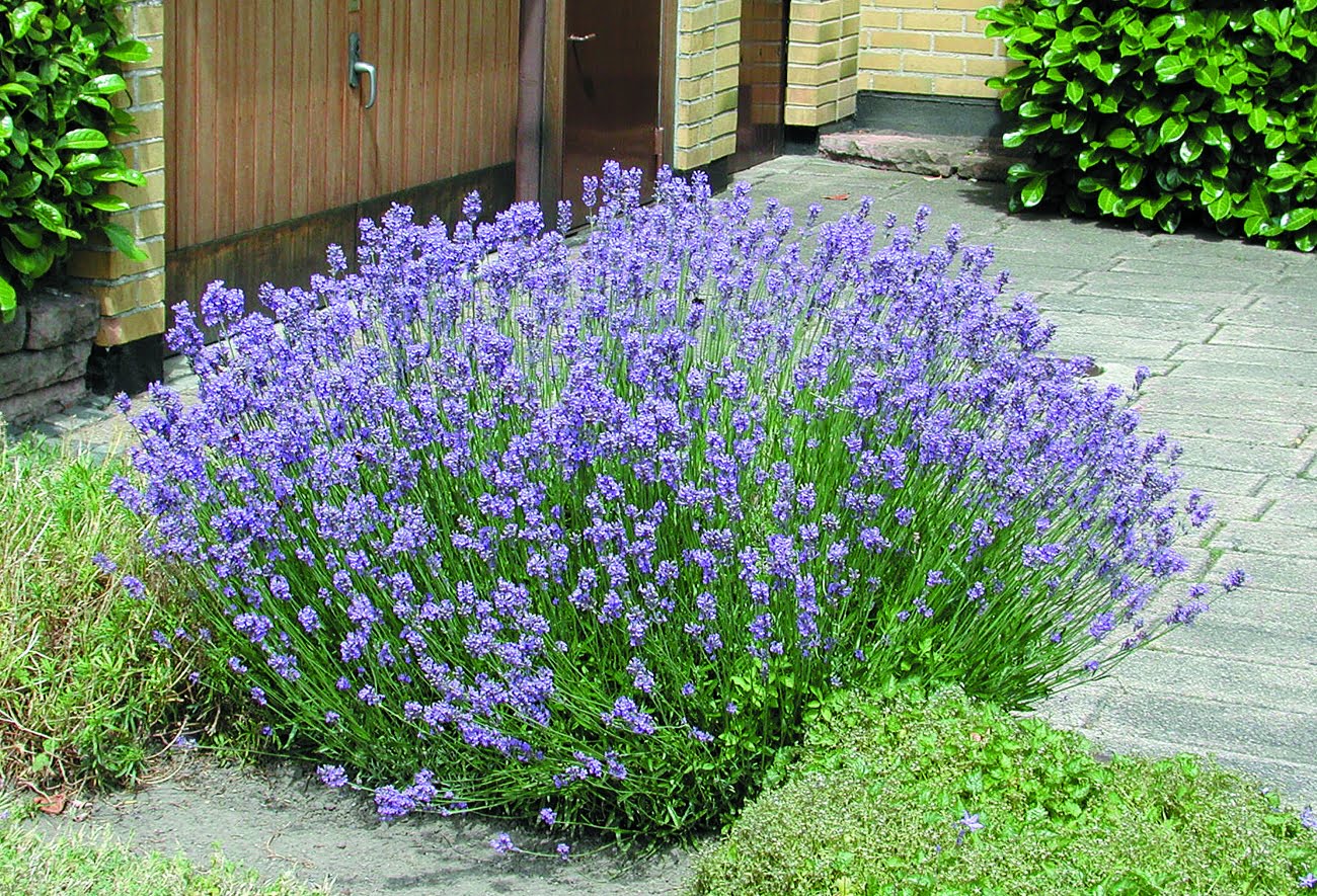 Lavendel Lavandula angustifolia – BoGrönt