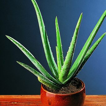 Såraloe Aloe vera