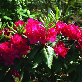 Parkrododendron Rhododendron ’Feuerschein’