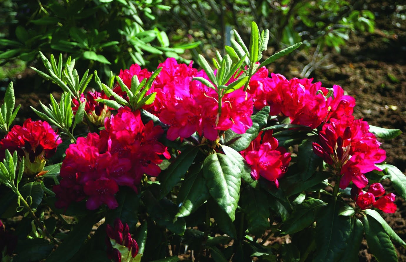 Parkrododendron Rhododendron ’Feuerschein’