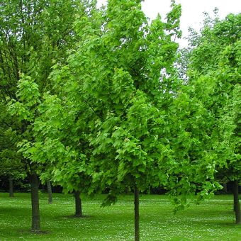Lönn Acer platanoides ’Summershade’