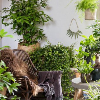 Gröna växter, inomhus, luftrenare