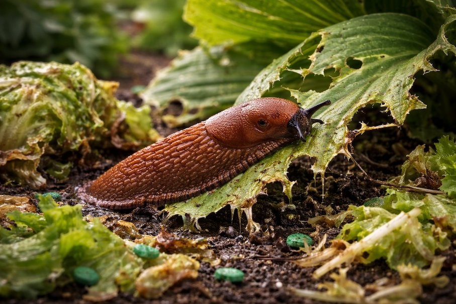 Så blir du av med mördarsniglar